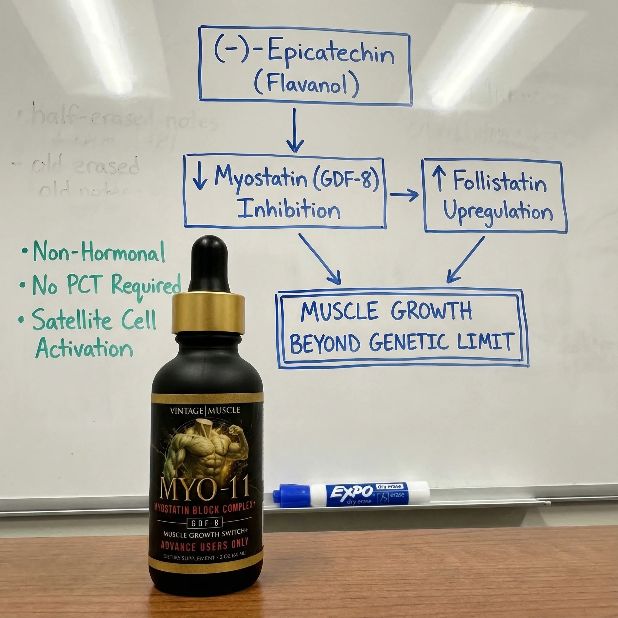 Myostatin Inhibitor Muscle Builder - MYO-11 - Image 5